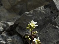 Saxifraga paniculata 1, Saxifraga-Jan van der Straaten