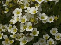 Saxifraga pedemontana 2, Saxifraga-Jan van der Straaten