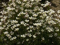 Saxifraga rosea ssp rosea 2, Saxifraga-Jan van der Straaten
