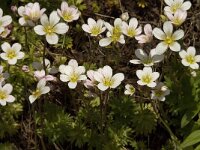 Saxifraga rosea ssp rosea 3, Saxifraga-Jan van der Straaten