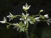 Saxifraga rotundifolia, Round-leaved Saxifrage