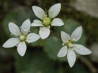 Saxifraga rotundifolia 10, Saxifraga-Willem van Kruijsbergen