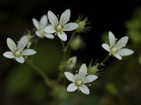 Saxifraga rotundifolia 11, Saxifraga-Willem van Kruijsbergen