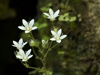 Saxifraga rotundifolia 12, Saxifraga-Willem van Kruijsbergen