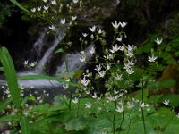 Saxifraga rotundifolia 13, Saxifraga-Ed Stikvoort