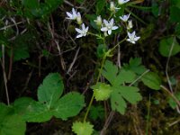Saxifraga rotundifolia 14, Saxifraga-Ed Stikvoort
