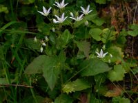 Saxifraga rotundifolia 15, Saxifraga-Ed Stikvoort