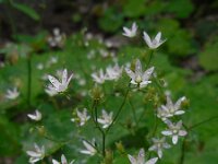 Saxifraga rotundifolia 16, Saxifraga-Ed Stikvoort