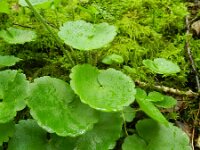 Saxifraga rotundifolia 17, Saxifraga-Rutger Barendse
