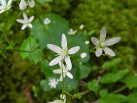 Saxifraga rotundifolia 18, Saxifraga-Rutger Barendse