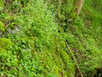 Saxifraga rotundifolia 19, Saxifraga-Rutger Barendse