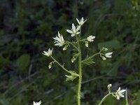 Saxifraga rotundifolia 2, Saxifraga-Marijke Verhagen
