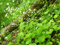 Saxifraga rotundifolia 20, Saxifraga-Rutger Barendse