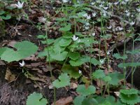 Saxifraga rotundifolia 22, Saxifraga-Rutger Barendse