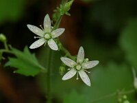 Saxifraga rotundifolia 5, Saxifraga-Willem van Kruijsbergen