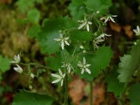 Saxifraga rotundifolia 6, Saxifraga-Willem van Kruijsbergen