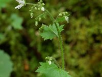 Saxifraga rotundifolia 7, Saxifraga-Willem van Kruijsbergen