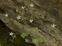 Saxifraga rotundifolia 9, Saxifraga-Willem van Kruijsbergen