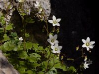Saxifraga rotundifolia ssp chrysospleniifolia 23, Saxifraga-Ed Stikvoort