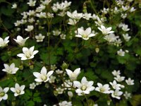 Saxifraga rotundifolia ssp chrysospleniifolia 24, Saxifraga-Ed Stikvoort