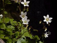 Saxifraga rotundifolia ssp chrysospleniifolia 25, Saxifraga-Ed Stikvoort