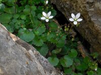 Saxifraga rotundifolia ssp chrysospleniifolia 26, Saxifraga-Ed Stikvoort