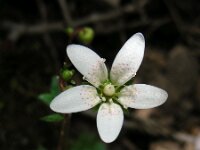 Saxifraga rotundifolia ssp chrysospleniifolia 27, Saxifraga-Ed Stikvoort