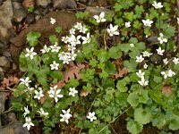 Saxifraga rotundifolia ssp chrysospleniifolia 31, Saxifraga-Harry Jans