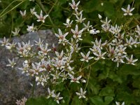 Saxifraga rotundifolia var heucherifolia 28, Saxifraga-Harry Jans  Saxifraga rotundifolia var. heucherifolia