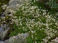 Saxifraga rotundifolia var heucherifolia 30, Saxifraga-Harry Jans  Saxifraga rotundifolia var. heucherifolia