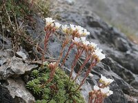 Saxifraga scardica 2, Saxifraga-Dirk Hilbers