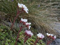 Saxifraga scardica 4, Saxifraga-Dirk Hilbers