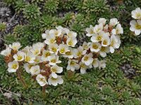 Saxifraga scardica 5, Saxifraga-Harry Jans