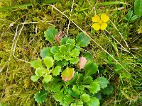 Saxifraga spathularis 11, Saxifraga-Ben Delbaere