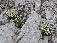 Saxifraga squarrosa 6, habitat, Saxifraga-Harry Jans