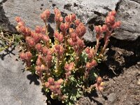 Saxifraga stribrnyi 2, Saxifraga-Harry Jans  Saxifraga stribrnyi