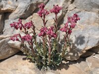 Saxifraga stribrnyi 3, Saxifraga-Harry Jans