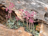 Saxifraga stribrnyi 4, Saxifraga-Harry Jans