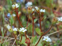Saxifraga tridactylites 10, Kandelaartje, Saxifraga-Willem van Kruijsbergen