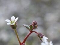 Saxifraga tridactylites 11, Kandelaartje, Saxifraga-Rutger Barendse