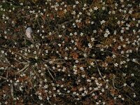 Saxifraga tridactylites 12, Kandelaartje, Saxifraga-Rutger Barendse