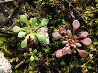 Saxifraga tridactylites 13, Kandelaartje, Saxifraga-Rutger Barendse