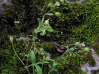 Saxifraga tridactylites 15, Kandelaartje, Saxifraga-Rutger Barendse