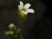 Saxifraga tridactylites 16, Kandelaartje, Saxifraga-Jan van der Straaten