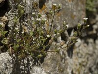 Saxifraga tridactylites 17, Kandelaartje, Saxifraga-Jan van der Straaten