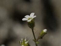 Saxifraga tridactylites 18, Kandelaartje, Saxifraga-Jan van der Straaten