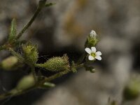 Saxifraga tridactylites 19, Kandelaartje, Saxifraga-Jan van der Straaten