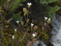 Saxifraga tridactylites 2, Kandelaartje, Saxifraga-Jan van der Straaten