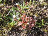 Saxifraga tridactylites 20, Kandelaartje, Saxifraga-Peter Meininger