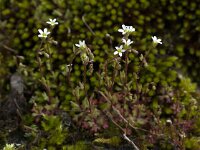 Saxifraga tridactylites 21, Kandelaartje, Saxifraga-Willem van Kruijsbergen